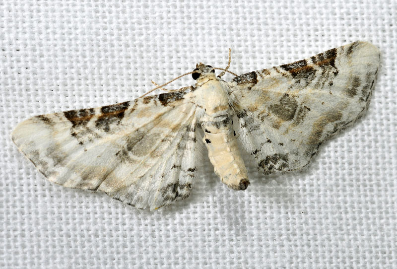 Eupithecia gratiosata